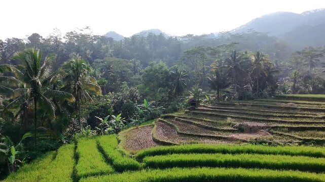 Aerial View of Rice Fields and Tropical Forest in Wonosobo Indonesia