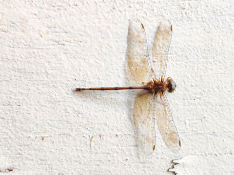Close-up macro photograph of a brown dragonfly resting on a weathered wooden surface, showcasing detailed transparent wings, large compound eyes, natural sunlight, shallow depth of field, and fine ins