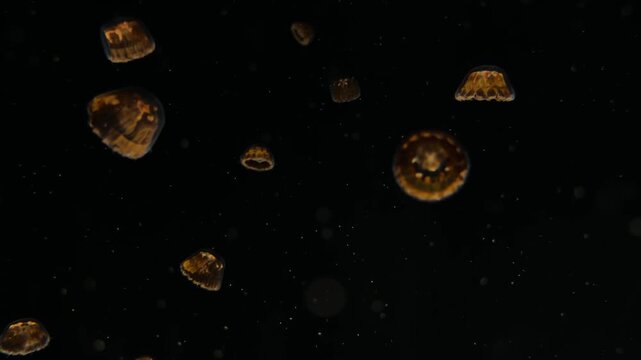 Jellyfish, 