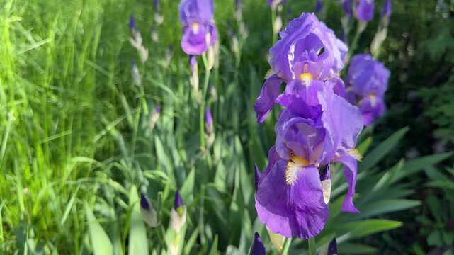 Purple Iris germanica bearded irises flowers.