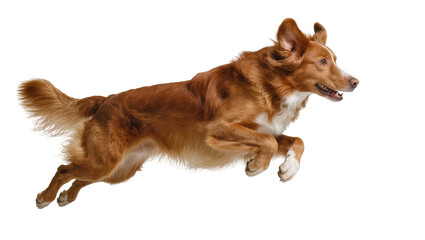 Brown and white dog mid-air jump, isolated on transparent background © Evans