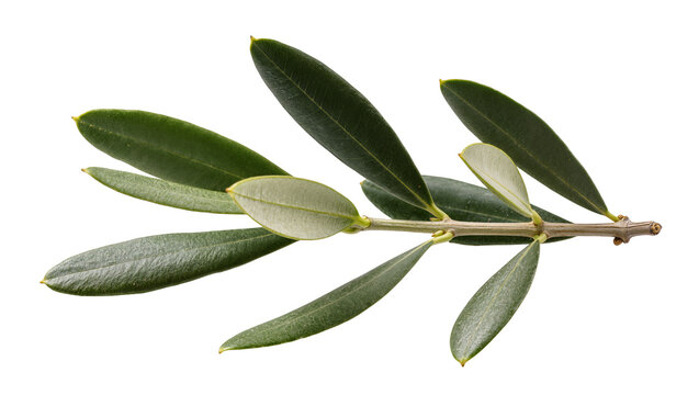 Green olive branch with multiple leaves, isolated on transparent background