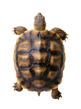 Top view of a detailed tortoise shell with visible scales, isolated on transparent background