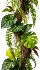 Lush green tropical plants and ferns growing on a mossy wooden pole, isolated on transparent background © Evans