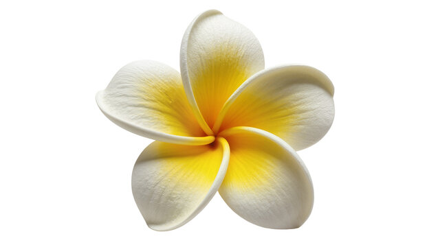 Delicate white and yellow plumeria flower with five petals, isolated on transparent background