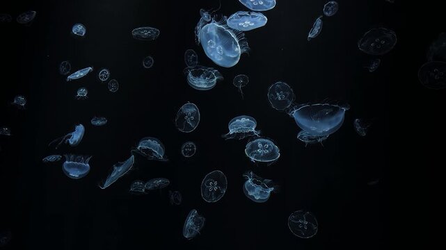 Jellyfish, 