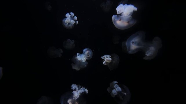 Jellyfish, 