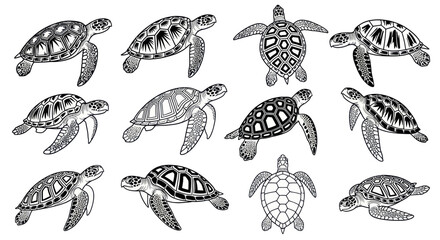Collection of Hand-Drawn Sea Turtle Illustrations - Underwater Life © jami