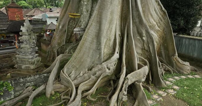 700 years old tree in Bali. Ancient Bayan tree