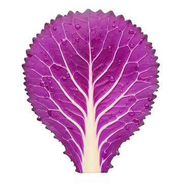 Vibrant purple cabbage leaf with intricate vein patterns isolated on transparent background