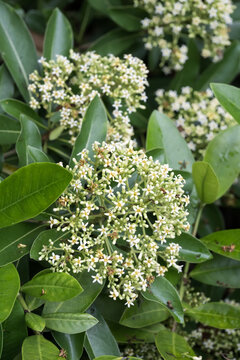 The Taiwanese cheesewood (Pittosporum pentandrum (Blanco) Merr.) flowers.