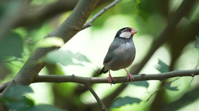 Padda oryzivora with distinct markings perching on a thin twig in the forest.