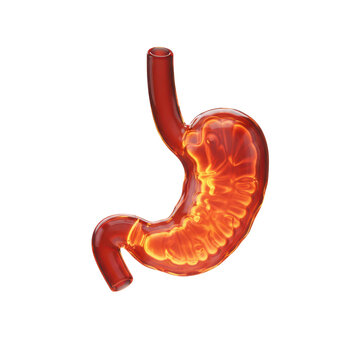 Glowing Human Stomach Anatomy