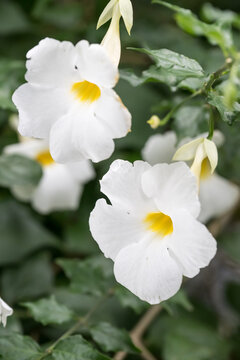Beautiful King's Mantle (thunbergia erecta) flowers.