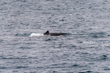 Fototapeta premium Close-up of the back of a diving humpback whale -Megaptera novaeangliae- including the dorsal fin and blow hole. Image taken inear the entrance of the Lemaire channel, in the Antarctic peninsula.