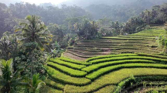 Aerial View of Rice Fields and Tropical Forest in Wonosobo Indonesia