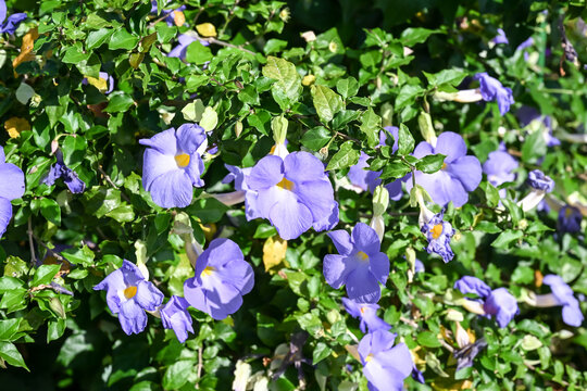 Beautiful King's Mantle (thunbergia erecta) flowers.