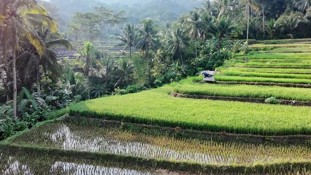 Aerial View of Rice Fields and Tropical Forest in Wonosobo Indonesia