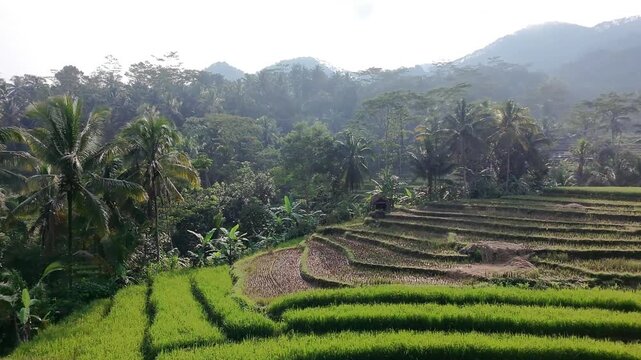 Aerial View of Rice Fields and Tropical Forest in Wonosobo Indonesia