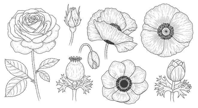 Botanical line art sketches of rose poppies and anemone