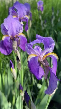 Purple Iris germanica bearded irises flowers, vertical video.