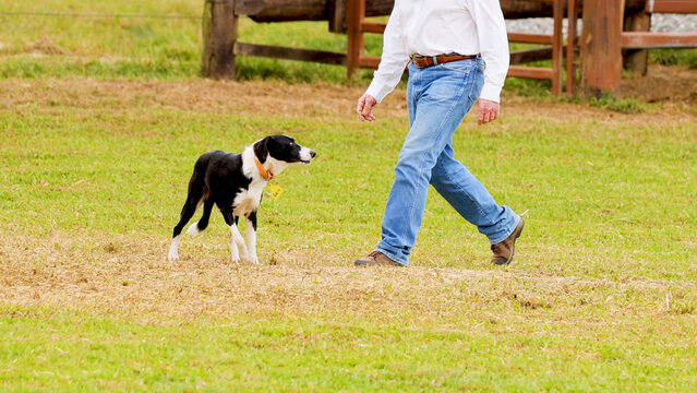 Border Collie Herding Dog Walking Beside Farmer in Rural Pasture