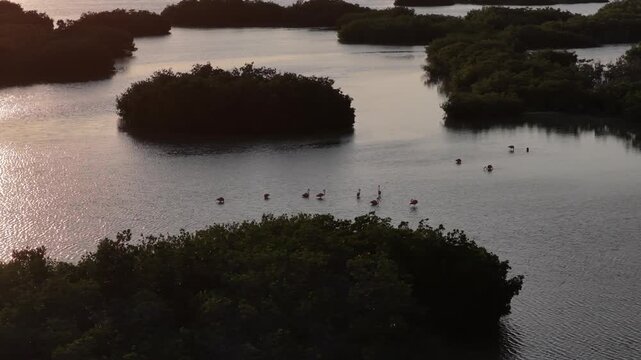 Aerial view of flamingos wading in the calm waters of Yucalpeten lagoon surrounded by lush green mangroves during sunset in Progreso, Yucatan, Mexico.