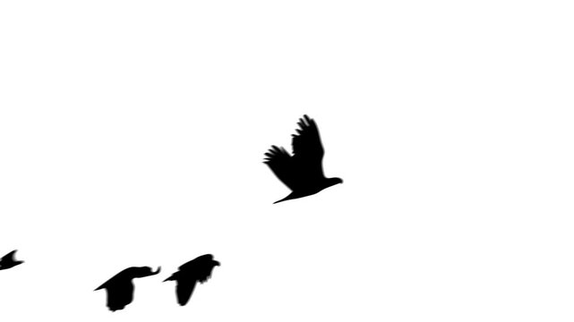 Flying bird silhouette motion animation