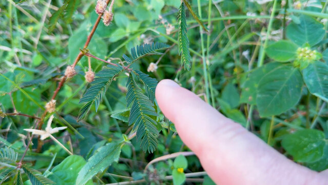 Close Up of Finger Touching Sensitive Mimosa Pudica Plant Leaves