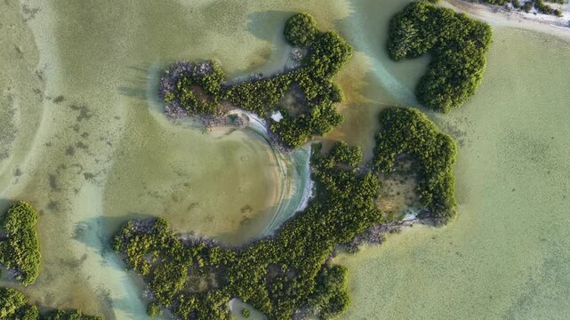 Aerial view of Yucalpeten mangroves with lush green vegetation surrounded by shallow turquoise waters and sandy banks Progreso, Yucatan, Mexico.