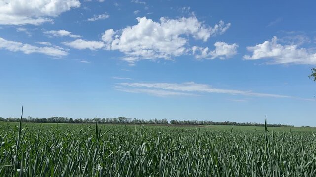 Triticale field human-made hybrid cereal grain Triticosecale that combines the high yield and grain quality of wheat Triticum with the hardiness and disease resistance of rye Secale.