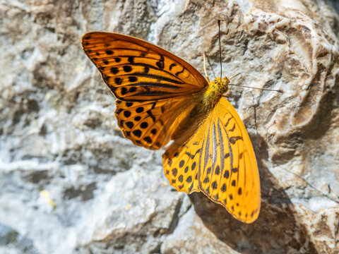 Orange fritillary butterfly resting on limestone rock in nature