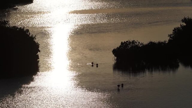 Aerial view of Yucalpeten lagoon with flamingos wading in the golden water at sunset in Progreso, Yucatan, Mexico.