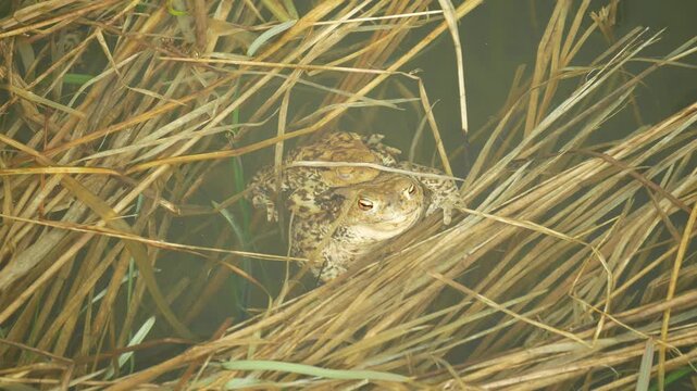 Mating water pond European common toad Bufo bufo pair Bufonidae amphibians frog wetland pool successful frogspawn inguinal and axillary amplexus engaging species reproductive behavior male embraces