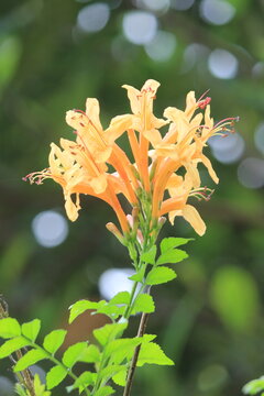 orange flawer Cape Honeysuckle 