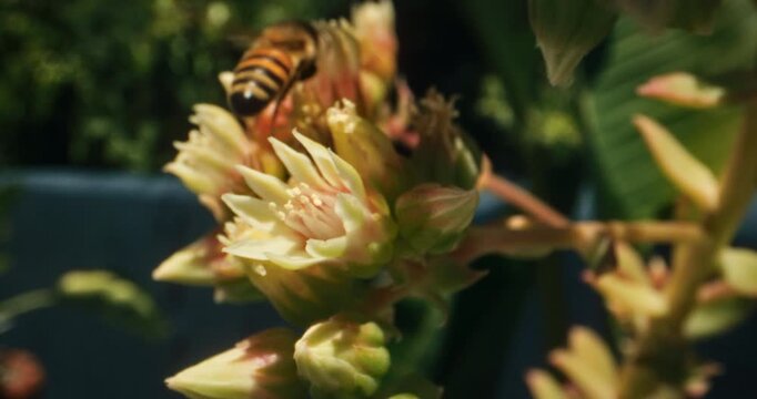 Super closeup of beautiful bumblebee on pretty flowers in slow motion