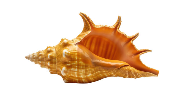 Large orange conch shell with spiky exterior isolated on transparent background