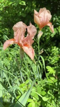 Delicate Iris flowers in the garden, vertical video.