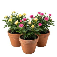 Naklejka premium Three potted miniature roses in pink and yellow, isolated on white background.