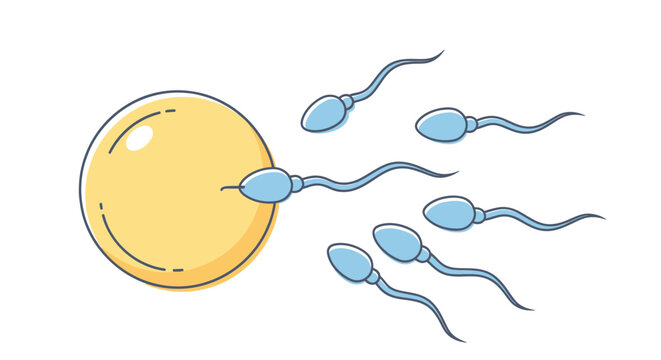 Fertilization: Sperm approaching egg cell for conception, science illustration