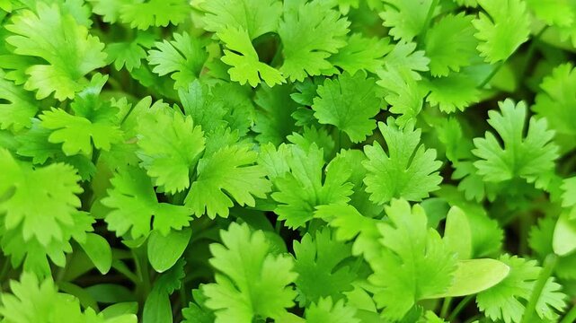 Coriander 