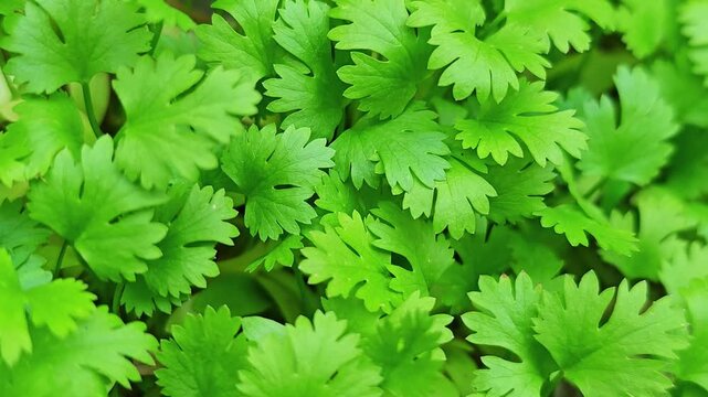 Coriander 