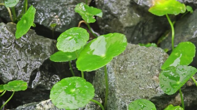 Centella asiatica