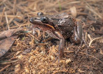 Obraz premium A wild striped marsh frog (Limnodynastes peronii) on leaf litter