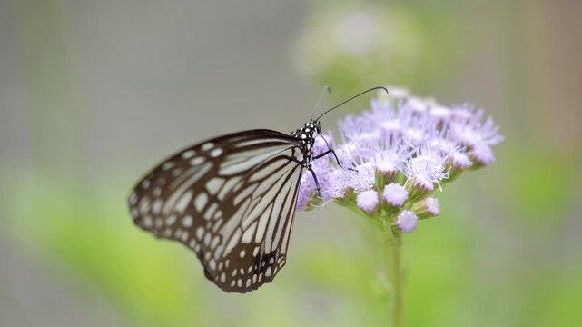 Detailed profile of a Glassy Tiger butterfly sipping nectar from purple blossoms.