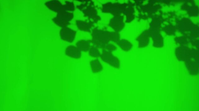 Abstract silhouette shadow green screen background of natural leaves tree branch falling on wall