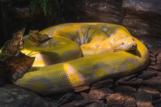 Albino Reticulated Python resting coiled with bright yellow scales in a shaded habitat