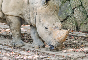 Naklejka premium Rhinoceros standing on a paved path sniffing the ground next to a stone wall at a wildlife park during the day