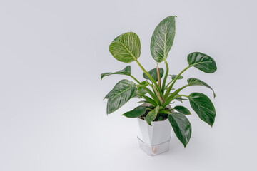 White pot holds green leafy plant. Leaves display speckled, glossy texture. Simple background emphasizes plant's natural beauty. Compact, healthy foliage adds visual appeal. Philodendron birkin © Andrey_Maksimov