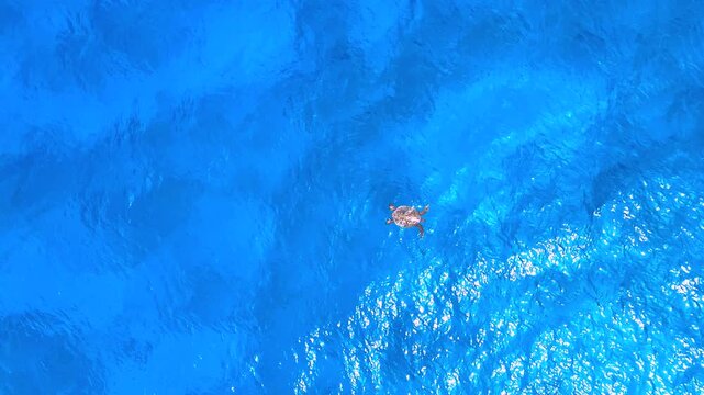 Aerial view of a sea turtle swimming in the crystal clear blue waters of the Pacific Ocean near Kawaihae, Hawaii, United States.